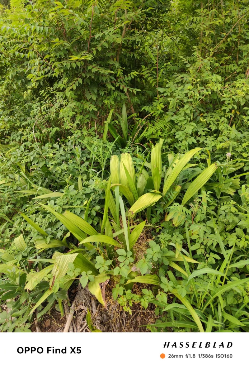 精品白芨多年生白芨现挖现发质量优良欢迎来电洽谈