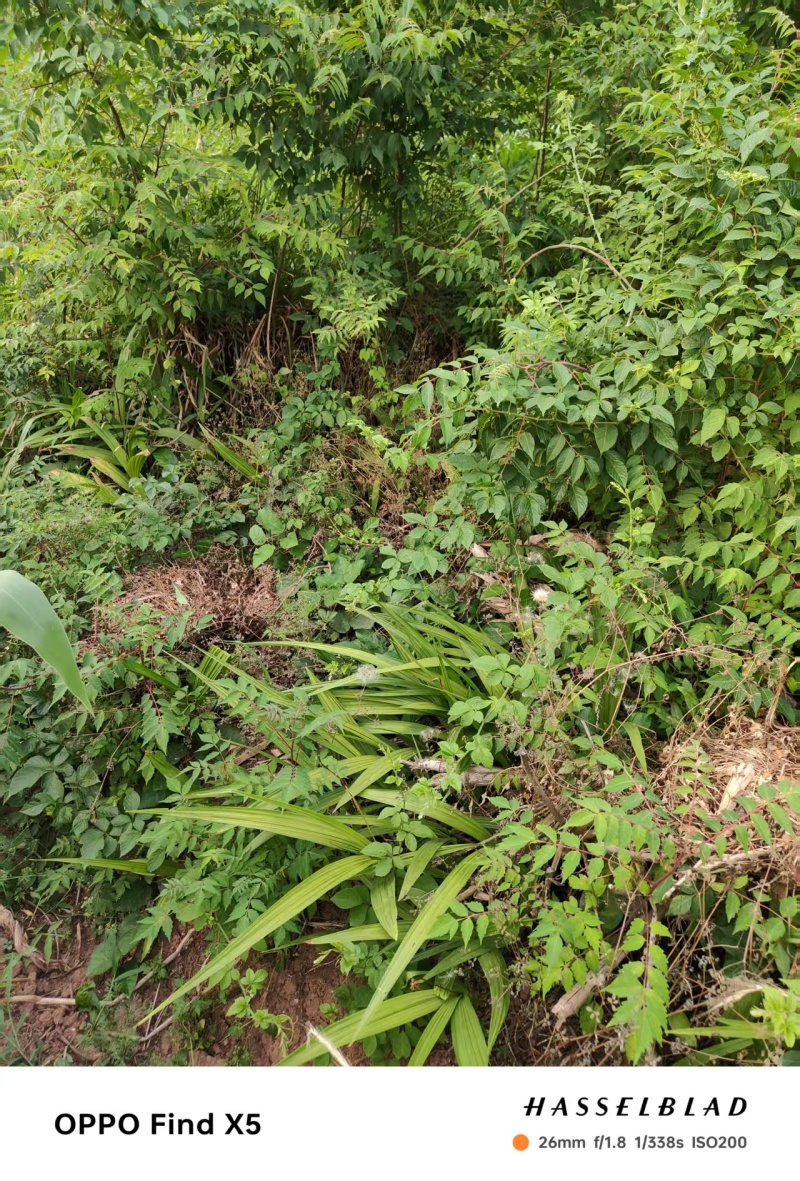 精品白芨多年生白芨现挖现发质量优良欢迎来电洽谈