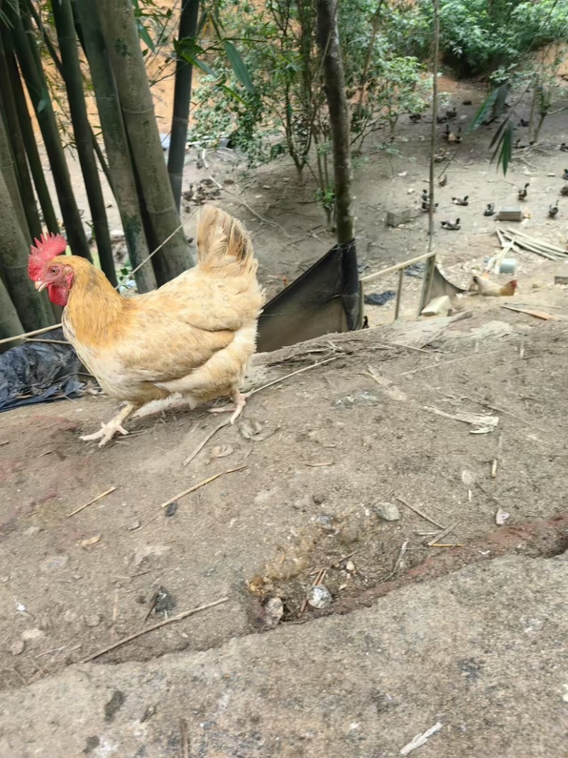 广东云浮三黄鸡品质保证大量有货欢迎订购