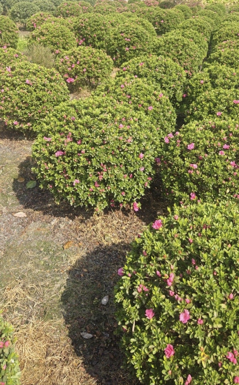 杜鹃球春娟球，毛娟球，冠幅60-1.2米，基地批发。