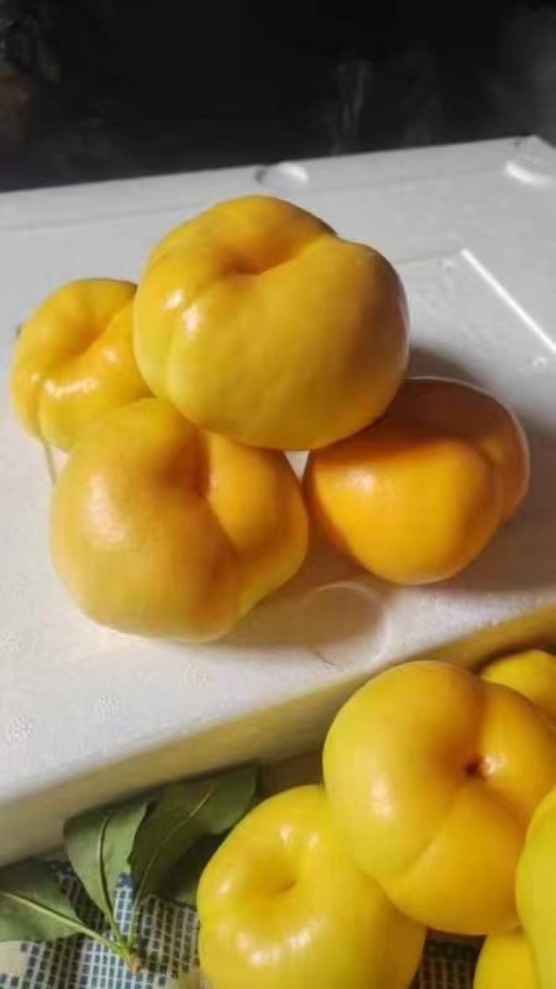 《油蟠桃》黄蟠桃/红蟠桃/萌阴油蟠桃/产地货源/质量三包