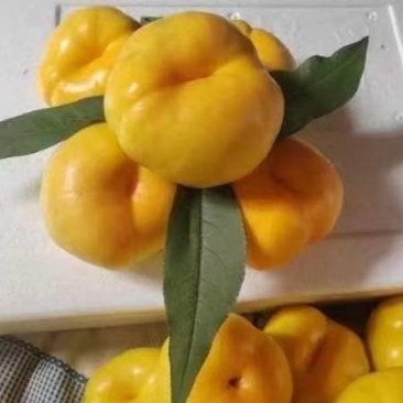 《油蟠桃》黄蟠桃/红蟠桃/萌阴油蟠桃/产地货源/质量三包