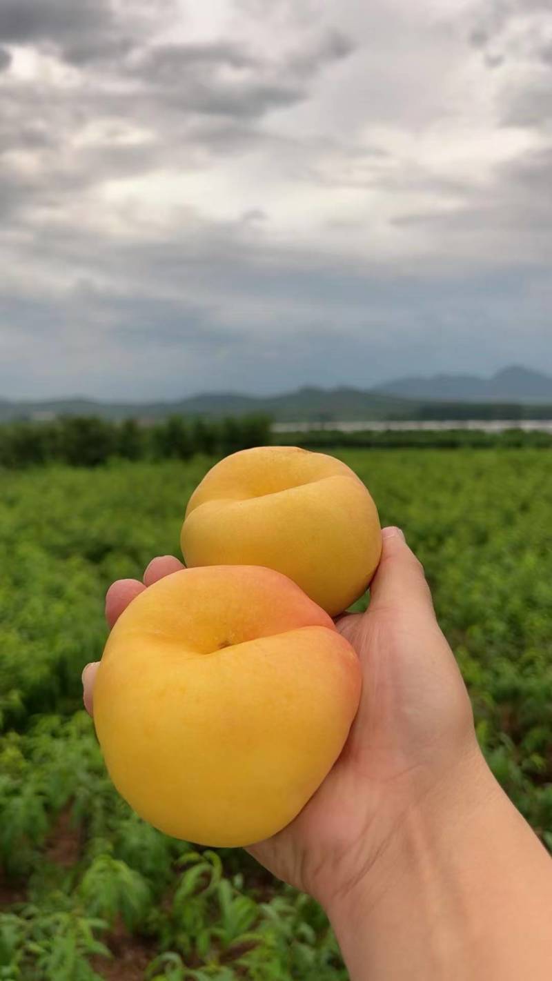 《油蟠桃》黄蟠桃/红蟠桃/萌阴油蟠桃/产地货源/质量三包