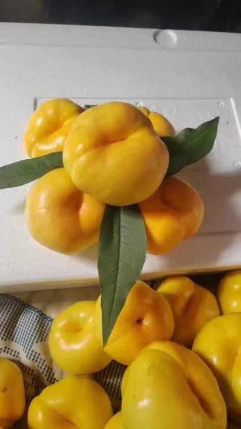 《油蟠桃》黄蟠桃/红蟠桃/萌阴油蟠桃/产地货源/质量三包