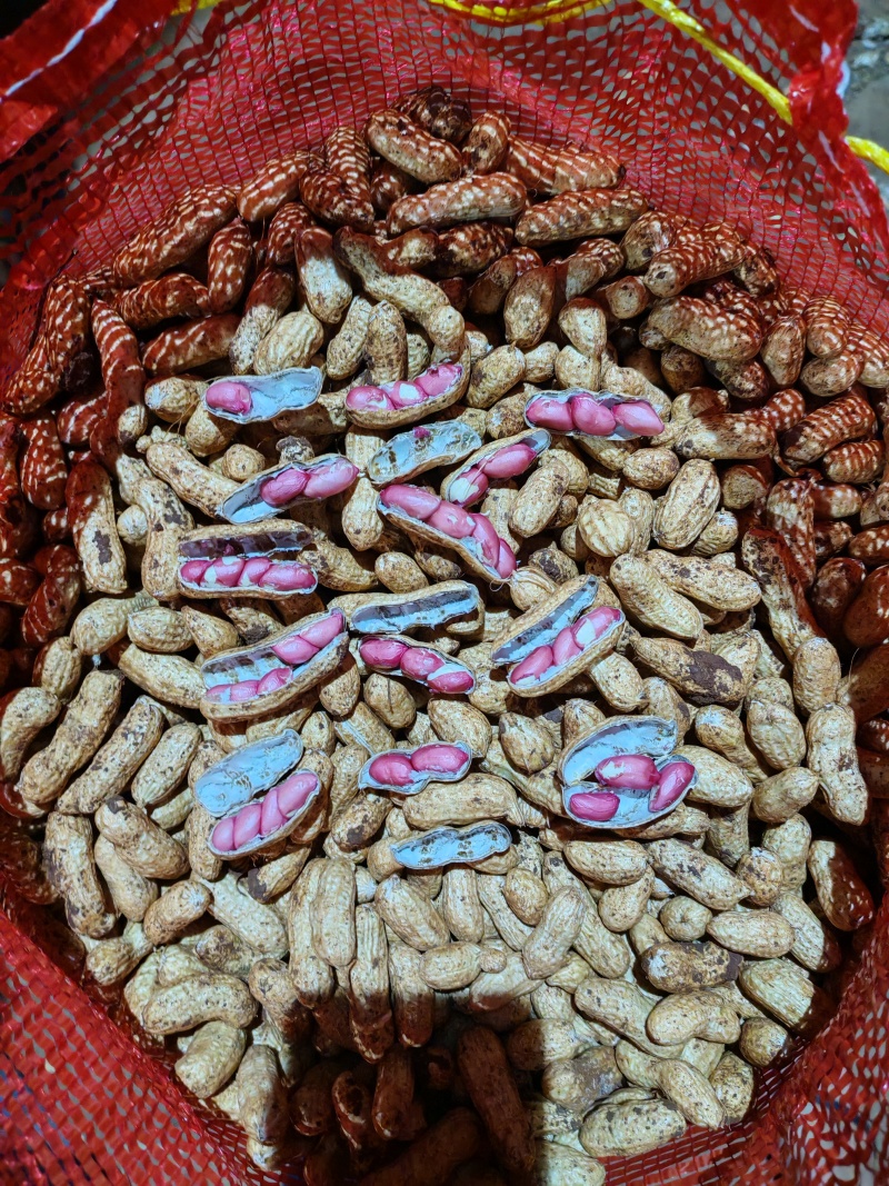 广东精品鲜花生，颗粒饱满，品质保证，大量供应。