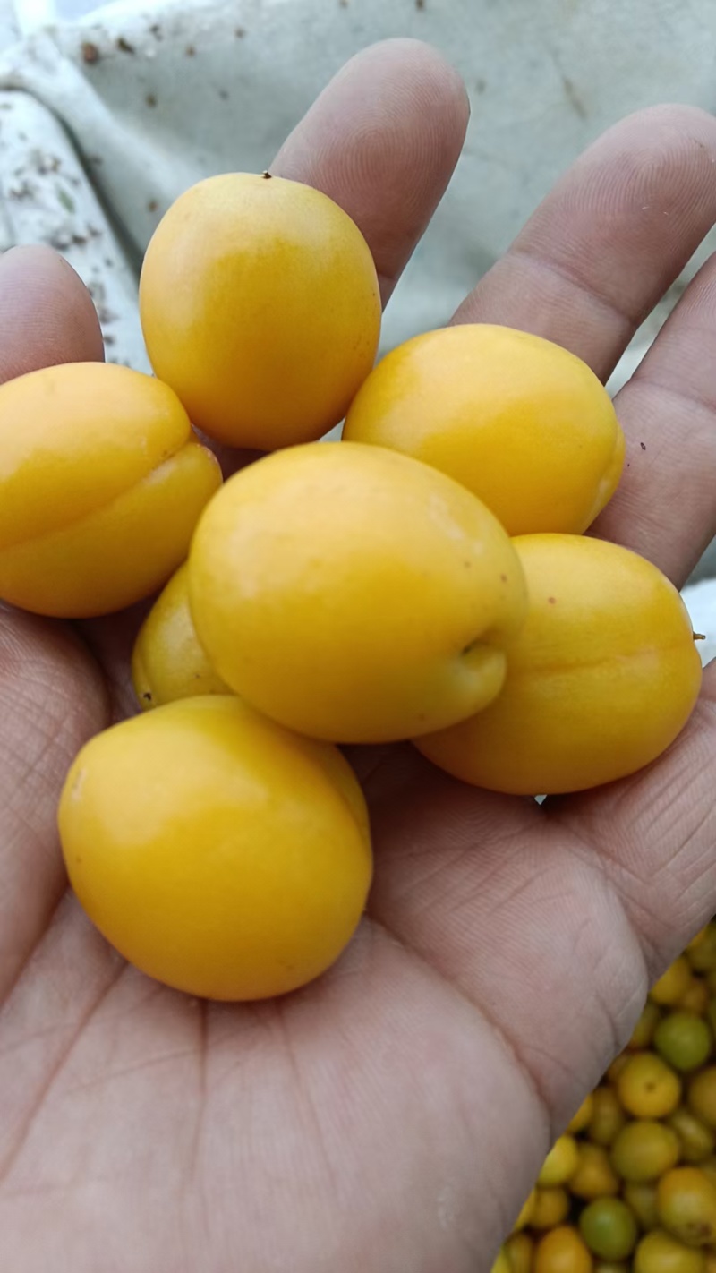 产地珍珠油杏