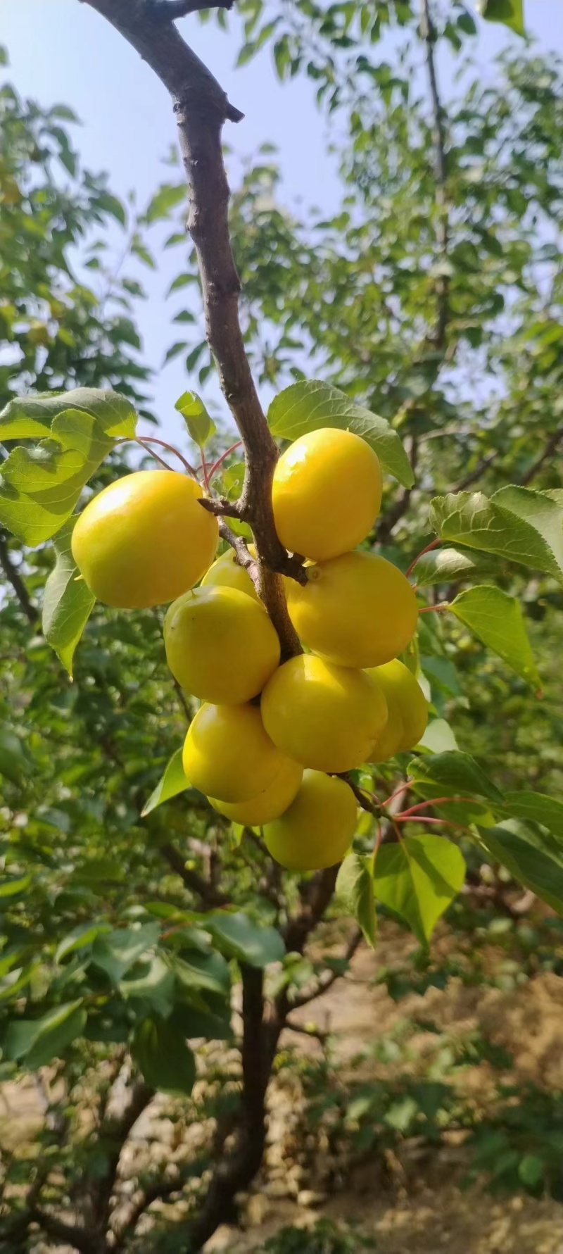 产地珍珠油杏