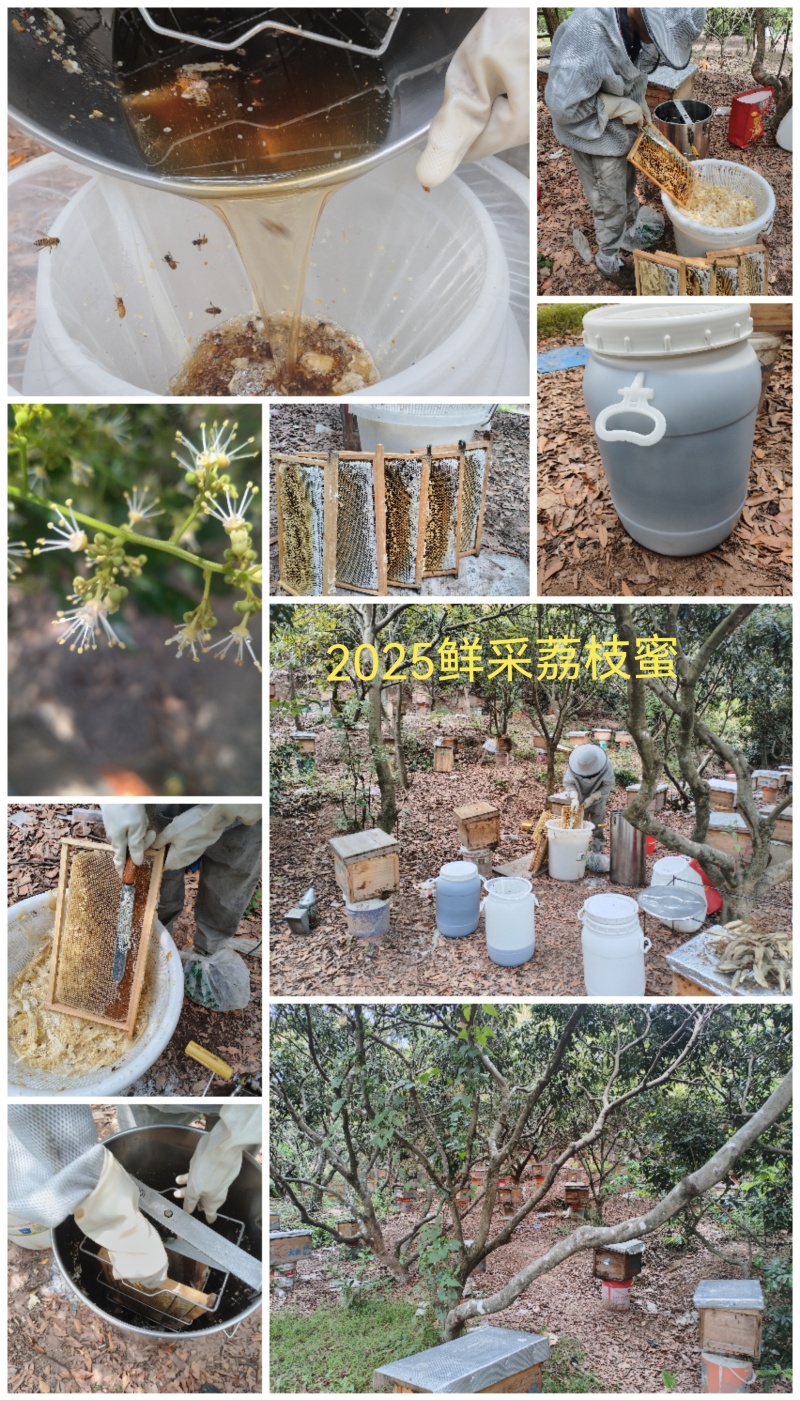 中蜂荔枝龙眼百花蜜支持一件代发全国包邮可视频看货