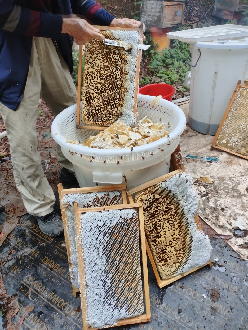 中蜂荔枝龙眼百花蜜支持一件代发全国包邮可视频看货