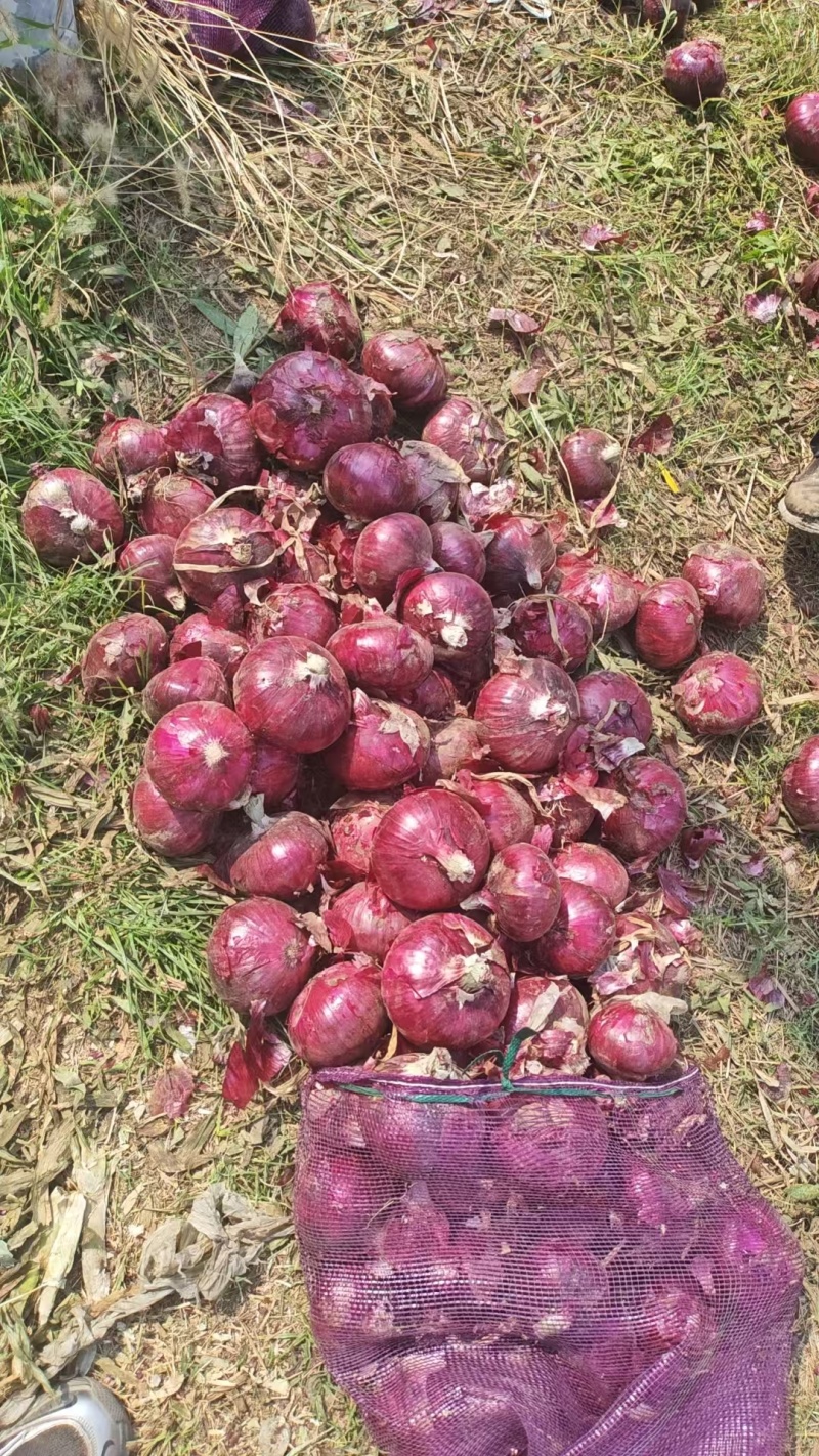 红皮洋葱/量大从优/产地直发货源充足诚信经营可视频看货