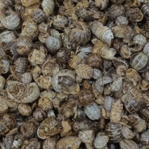 鼠妇虫，各种昆虫类药材，动物类药材，冷背药材老板需要下单