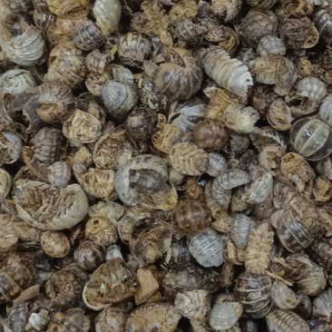 鼠妇虫，各种昆虫类药材，动物类药材，冷背药材老板需要下单