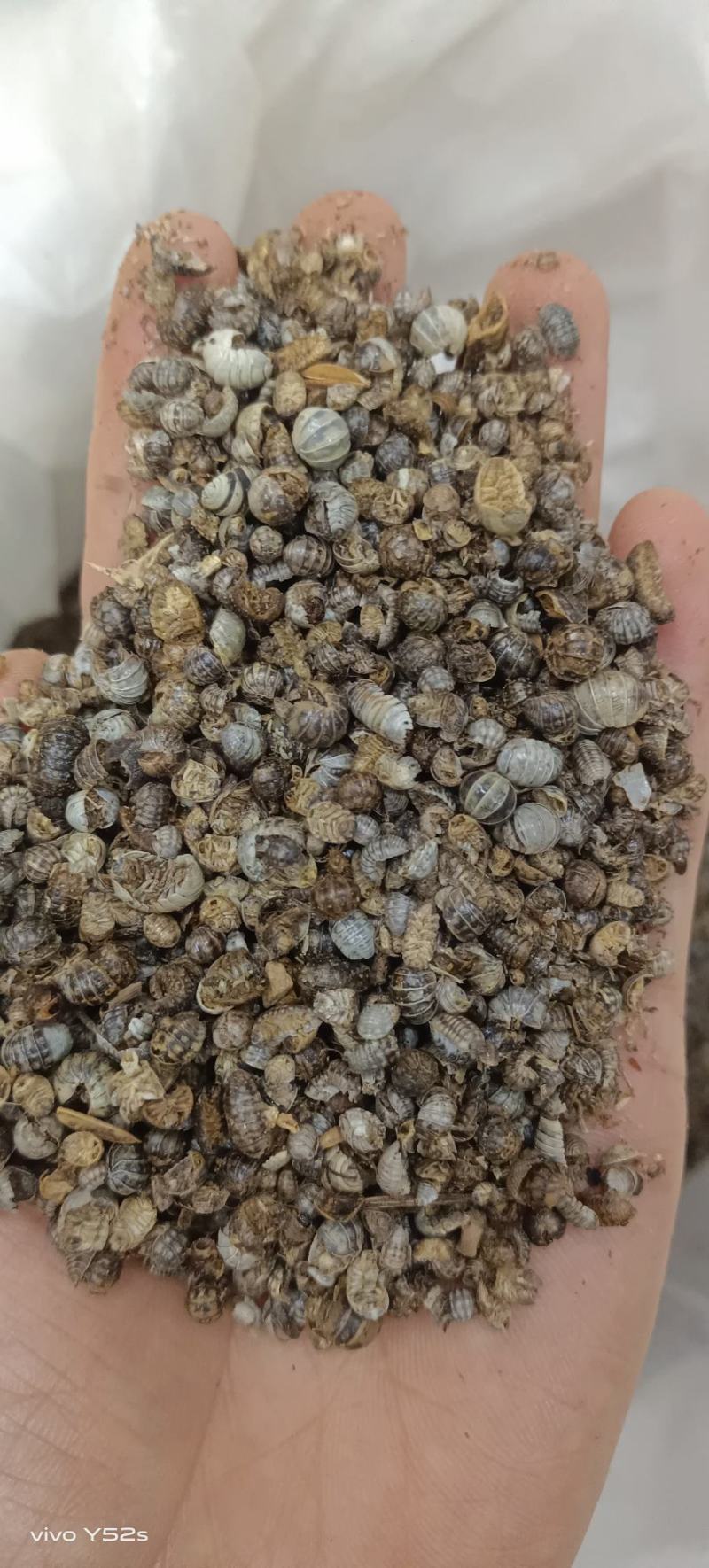 鼠妇虫，各种昆虫类药材，动物类药材，冷背药材老板需要下单
