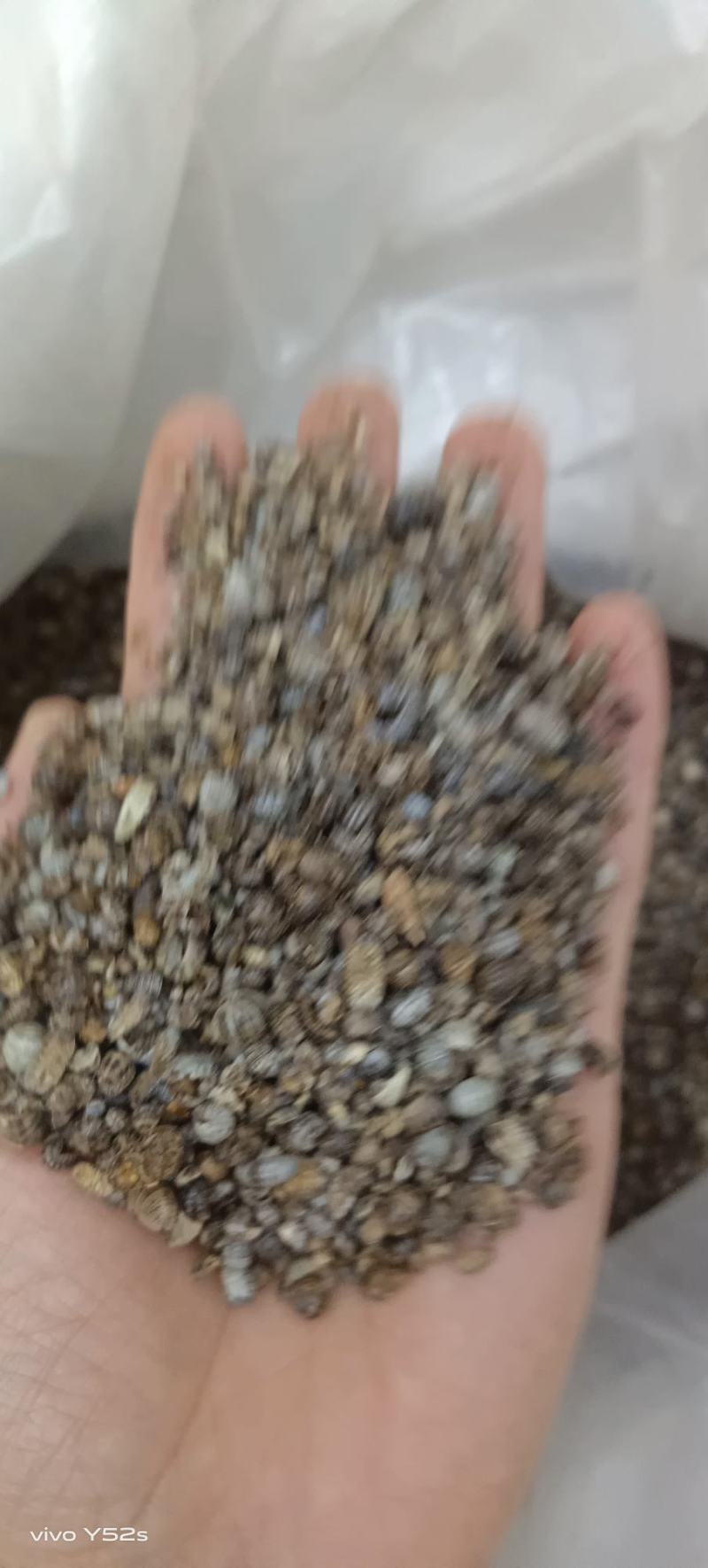 鼠妇虫，各种昆虫类药材，动物类药材，冷背药材老板需要下单