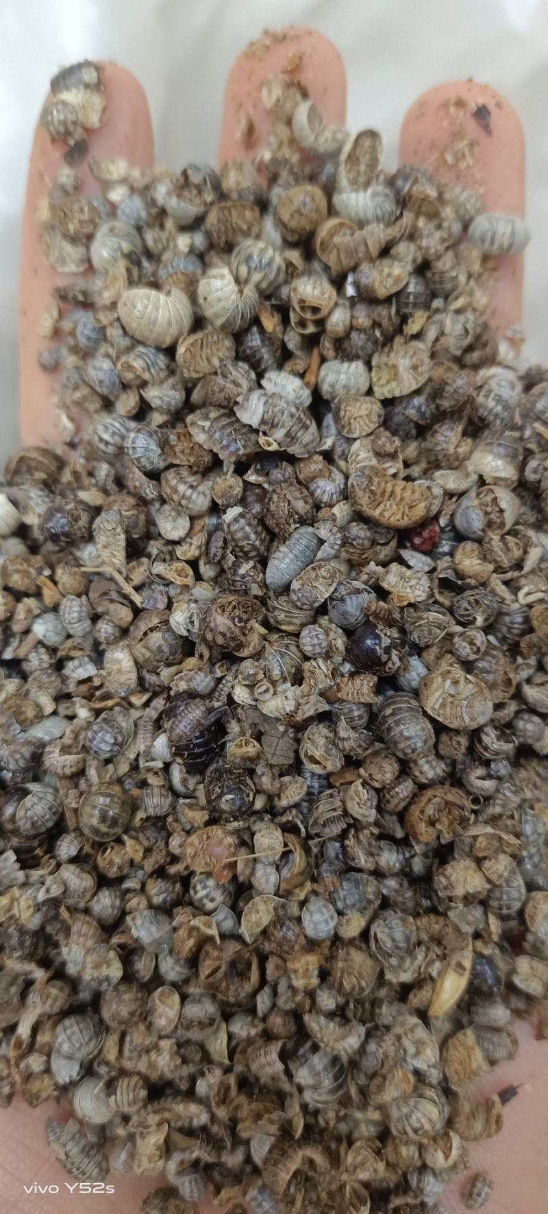 鼠妇虫，各种昆虫类药材，动物类药材，冷背药材老板需要下单
