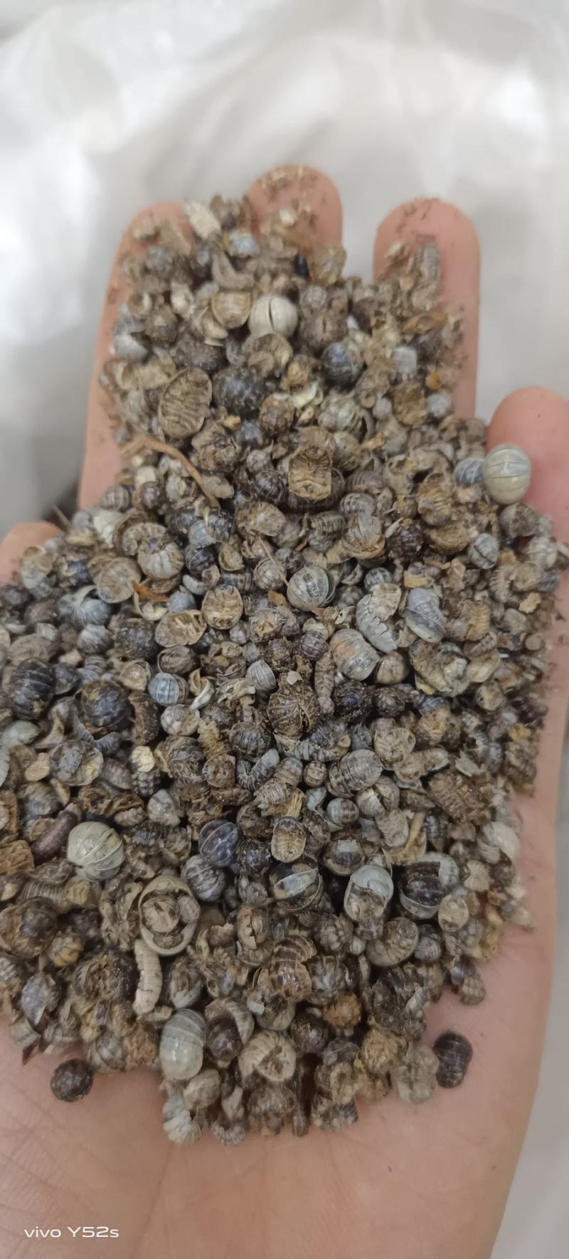 鼠妇虫，各种昆虫类药材，动物类药材，冷背药材老板需要下单