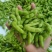 王家坝翠绿宝毛豆大板型毛豆大量上市产地一手货源诚信代办