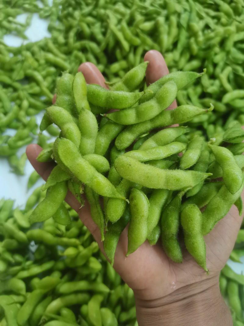 王家坝翠绿宝毛豆大板型毛豆大量上市产地一手货源诚信代办