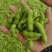 王家坝翠绿宝毛豆大板型毛豆大量上市产地一手货源诚信代办