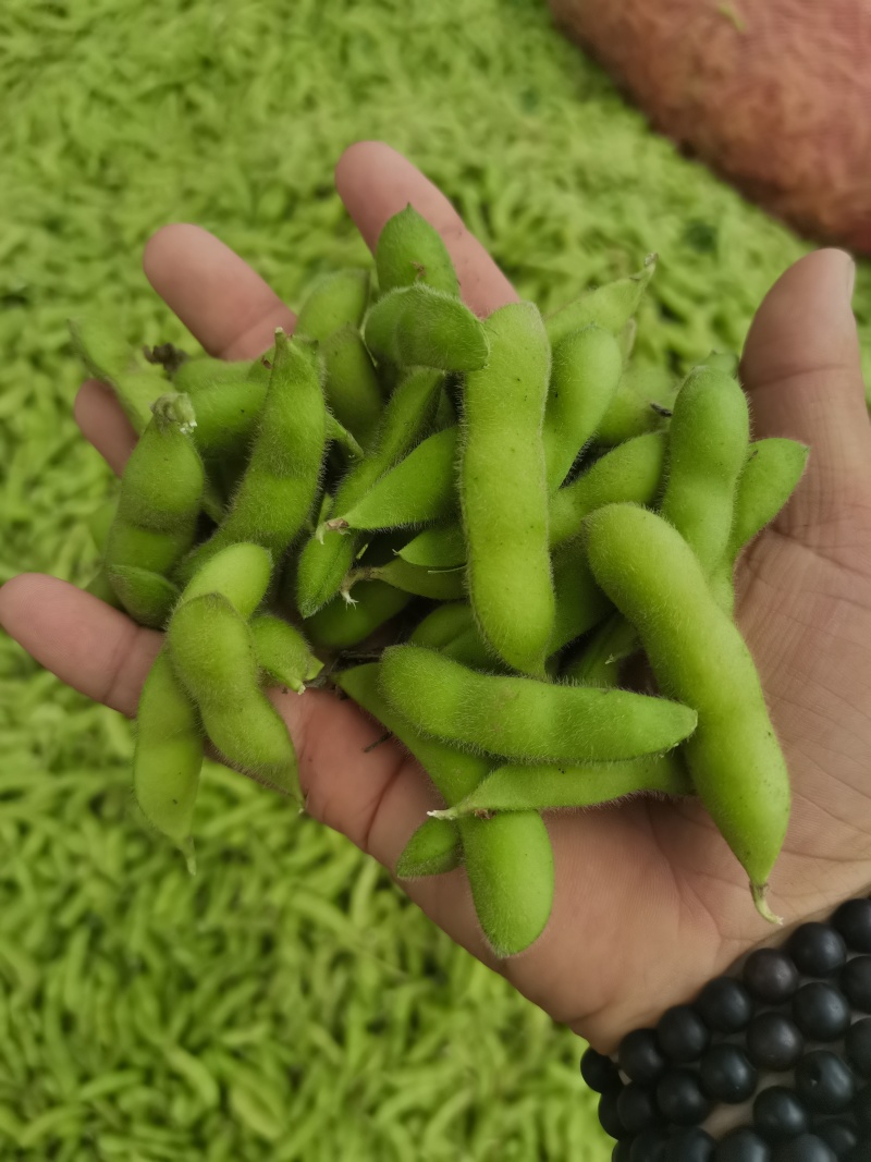 王家坝翠绿宝毛豆大板型毛豆大量上市产地一手货源诚信代办