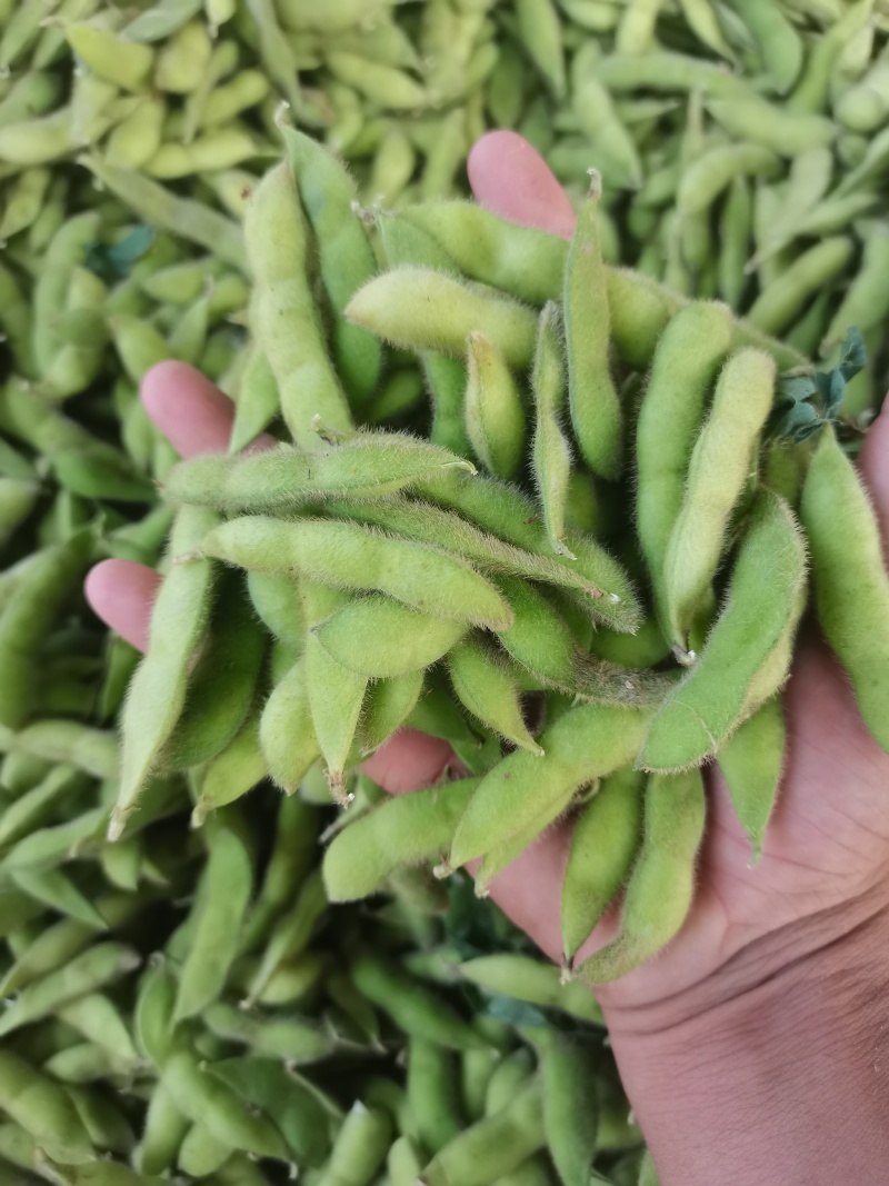 王家坝翠绿宝毛豆大板型毛豆大量上市产地一手货源诚信代办