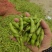 王家坝翠绿宝毛豆大板型毛豆大量上市产地一手货源诚信代办