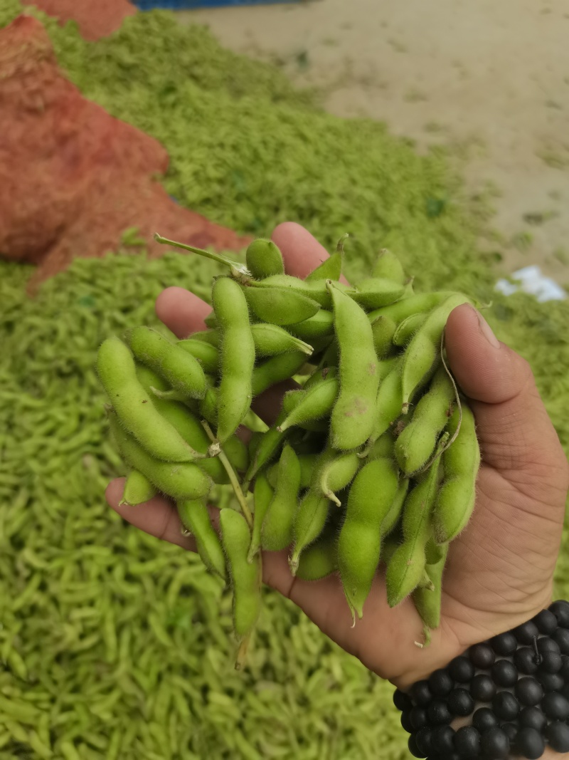 王家坝翠绿宝毛豆大板型毛豆大量上市产地一手货源诚信代办