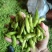 王家坝翠绿宝毛豆大板型毛豆大量上市产地一手货源诚信代办