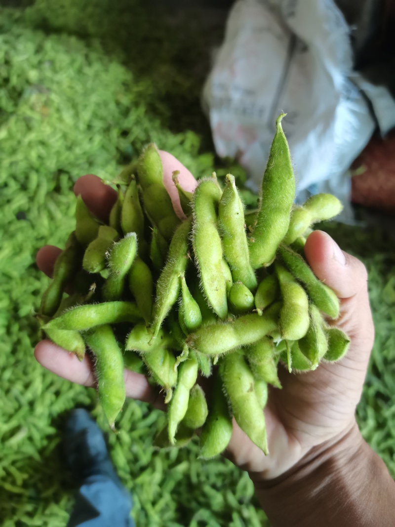 王家坝翠绿宝毛豆大板型毛豆大量上市产地一手货源诚信代办