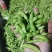 王家坝翠绿宝毛豆大板型毛豆大量上市产地一手货源诚信代办
