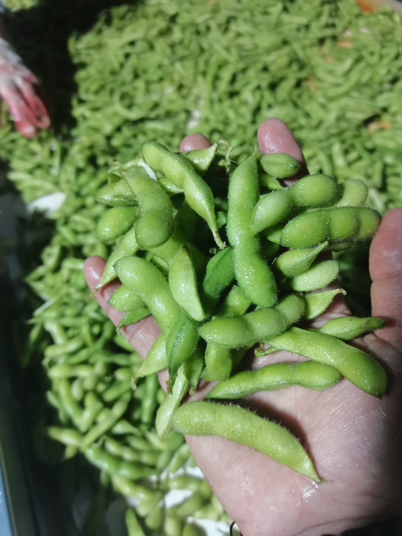 王家坝翠绿宝毛豆大板型毛豆大量上市产地一手货源诚信代办