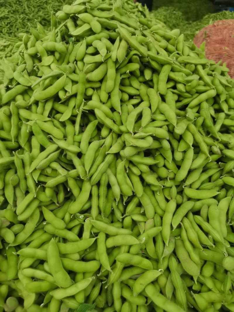 王家坝翠绿宝毛豆大板型毛豆大量上市产地一手货源诚信代办