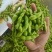 王家坝翠绿宝毛豆大板型毛豆大量上市产地一手货源诚信代办