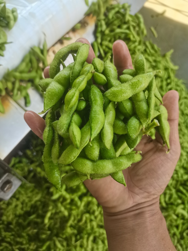 王家坝翠绿宝毛豆大板型毛豆大量上市产地一手货源诚信代办