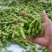 王家坝翠绿宝毛豆大板型毛豆大量上市产地一手货源诚信代办