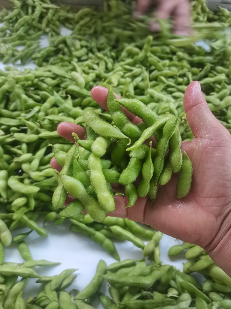 王家坝翠绿宝毛豆大板型毛豆大量上市产地一手货源诚信代办