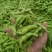 王家坝翠绿宝毛豆大板型毛豆大量上市产地一手货源诚信代办