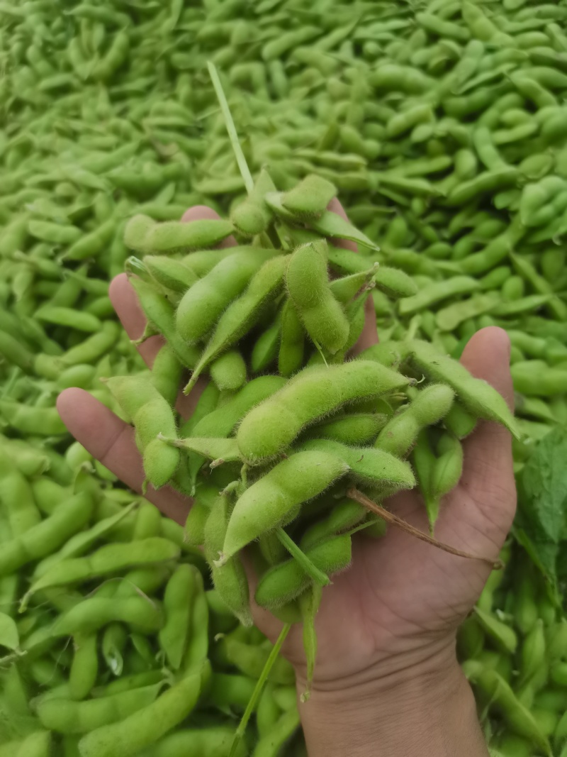 王家坝翠绿宝毛豆大板型毛豆大量上市产地一手货源诚信代办