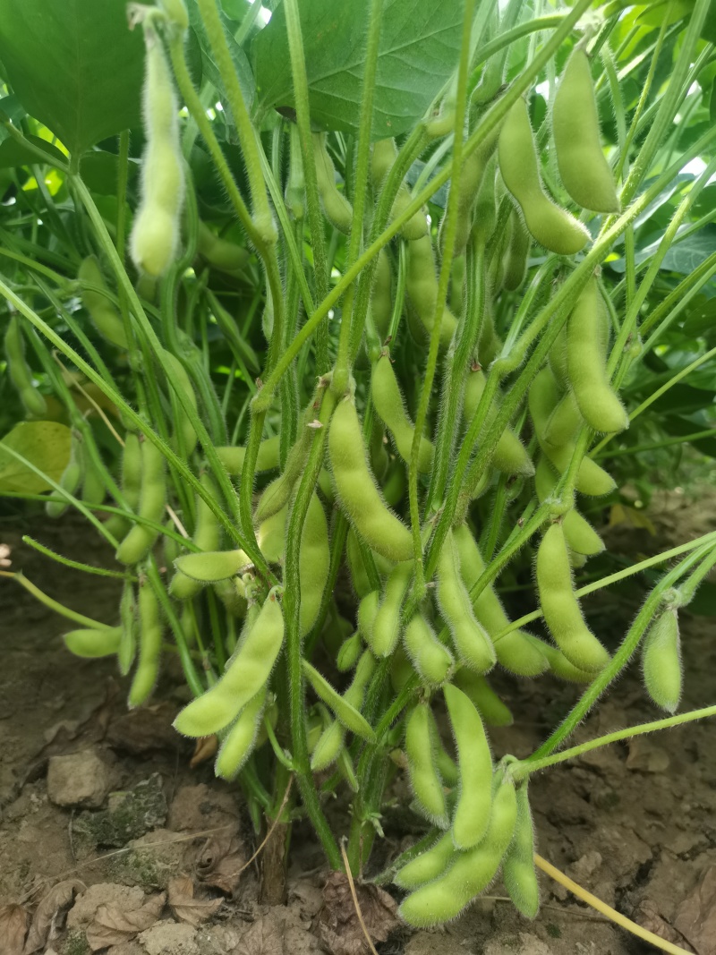 王家坝翠绿宝毛豆大板型毛豆大量上市产地一手货源诚信代办
