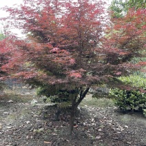 红枫树，地径5-10厘米，各种规格，基地批发。冠幅饱满