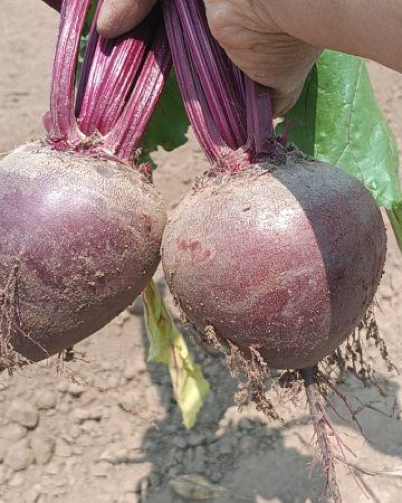 紫色甜菜根