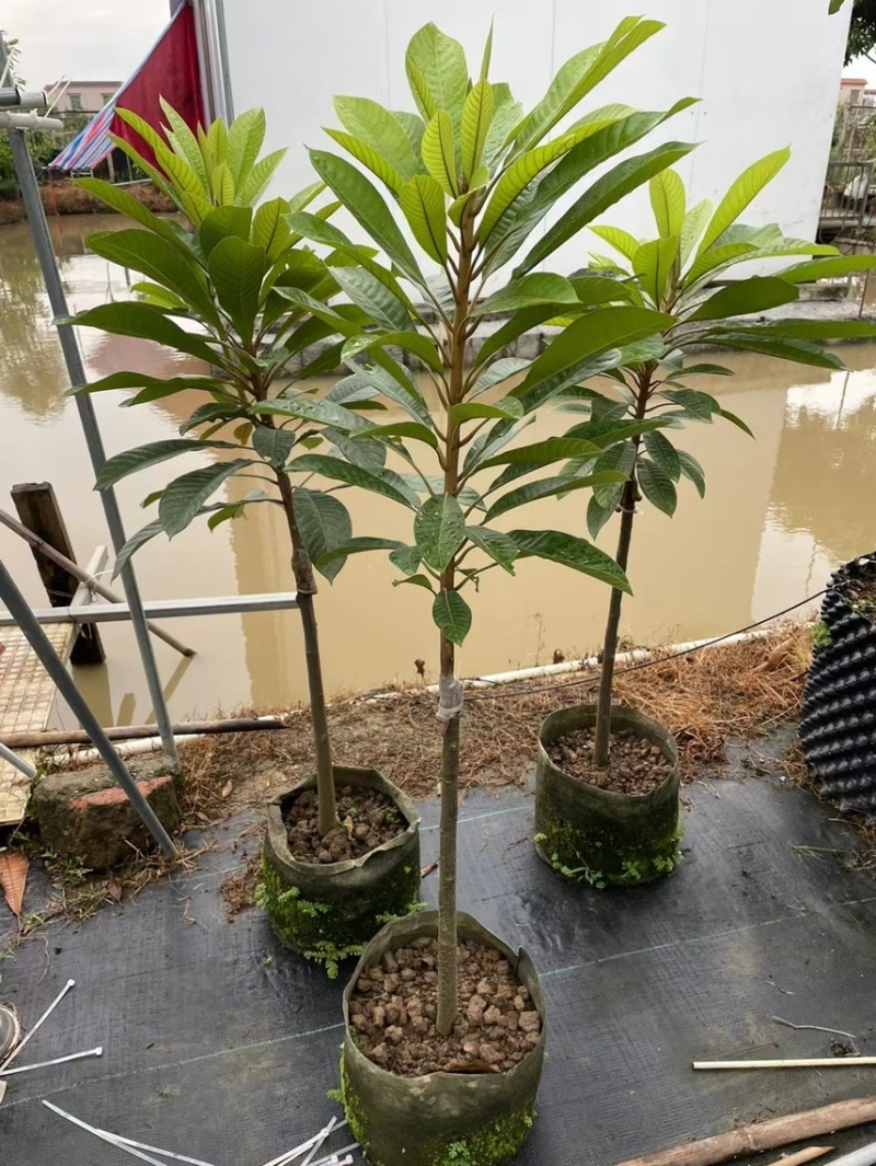 好吃品种，仔妈咪果苗，2公分头径起订