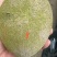 好吃品种，仔妈咪果苗，2公分头径起订