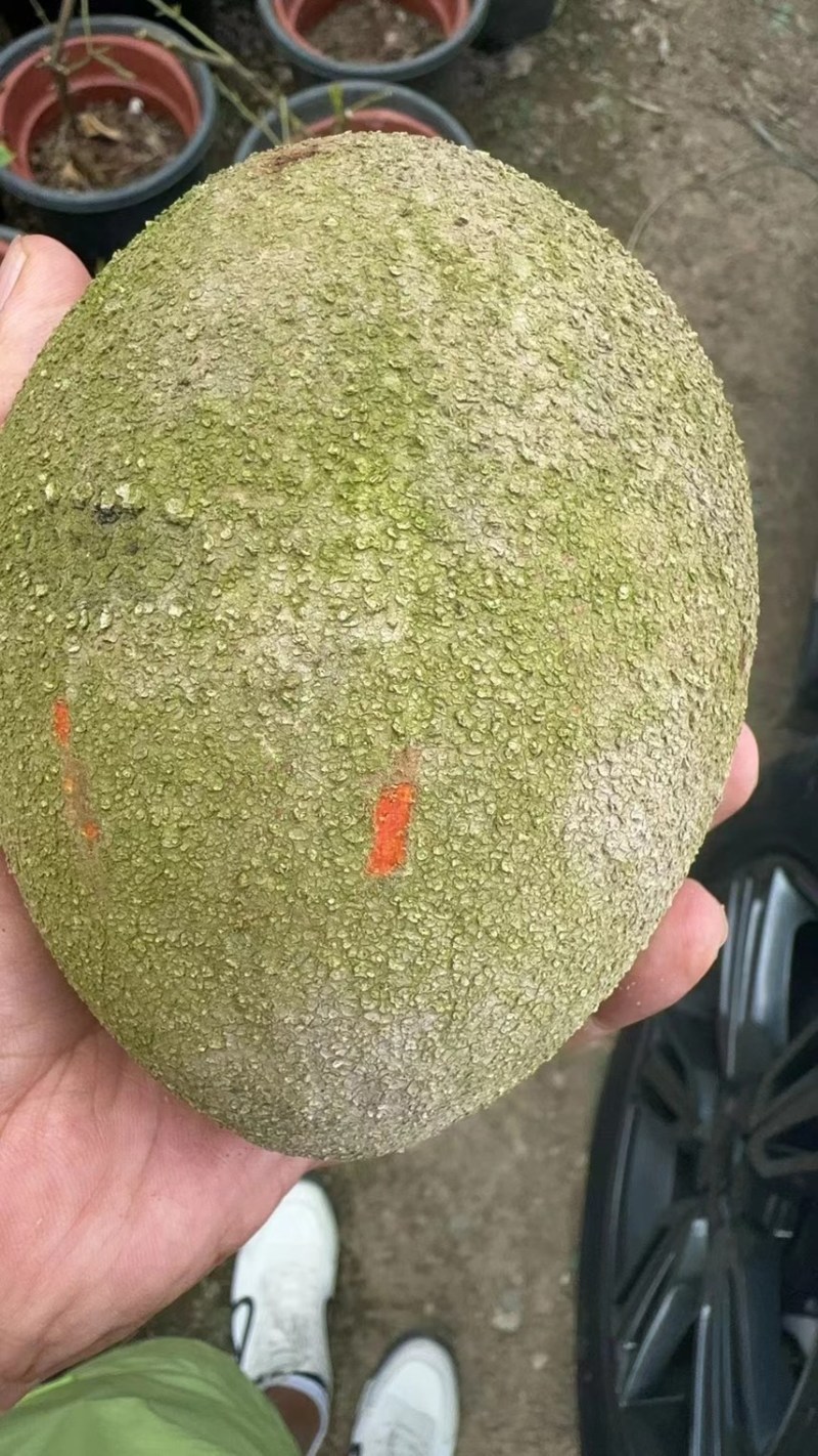 好吃品种，仔妈咪果苗，2公分头径起订