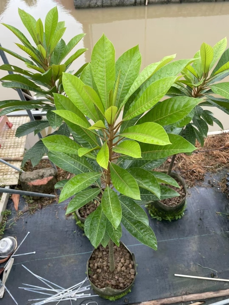 好吃品种，仔妈咪果苗，2公分头径起订