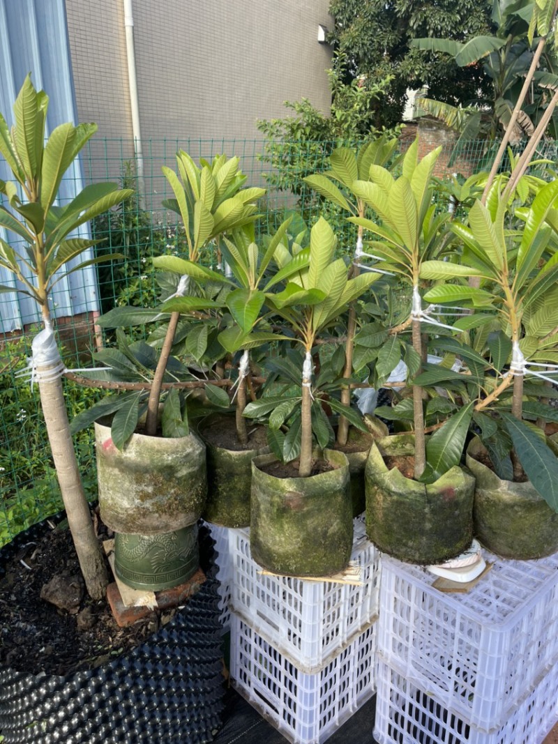 好吃品种，仔妈咪果苗，2公分头径起订