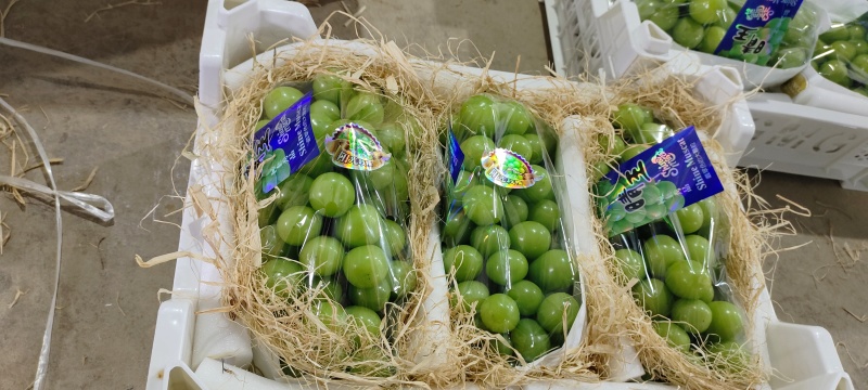 云南精品阳光玫瑰，品质保证颗粒饱满，皮薄肉厚，产地直发