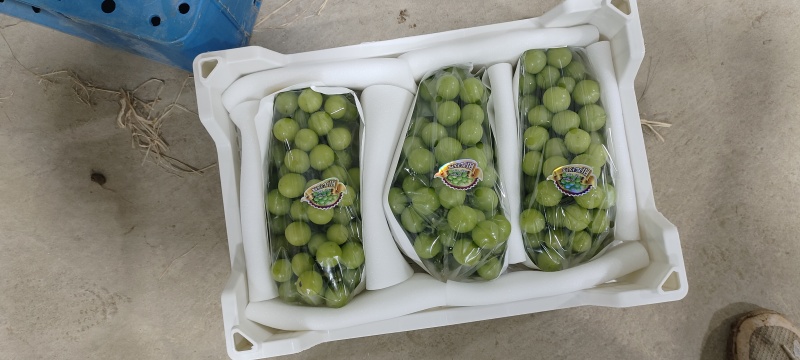云南精品阳光玫瑰，品质保证颗粒饱满，皮薄肉厚，产地直发