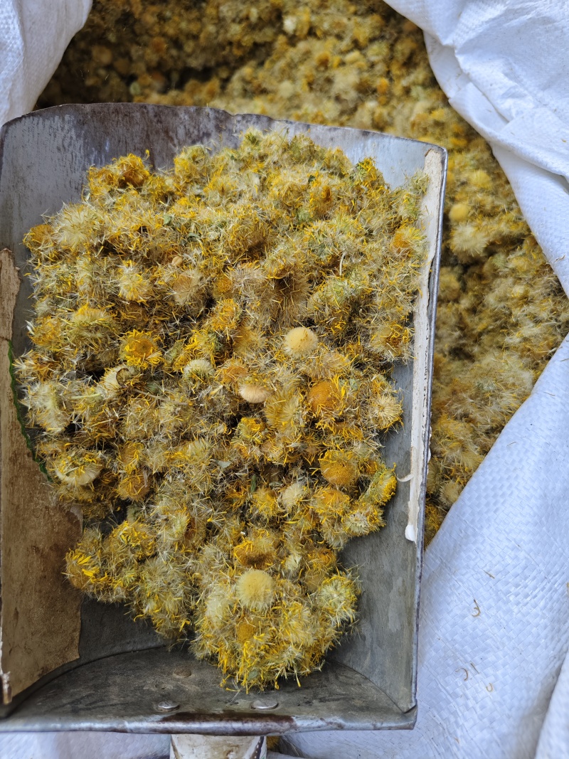 旋覆花精选正品旋覆花各种规格散装批发