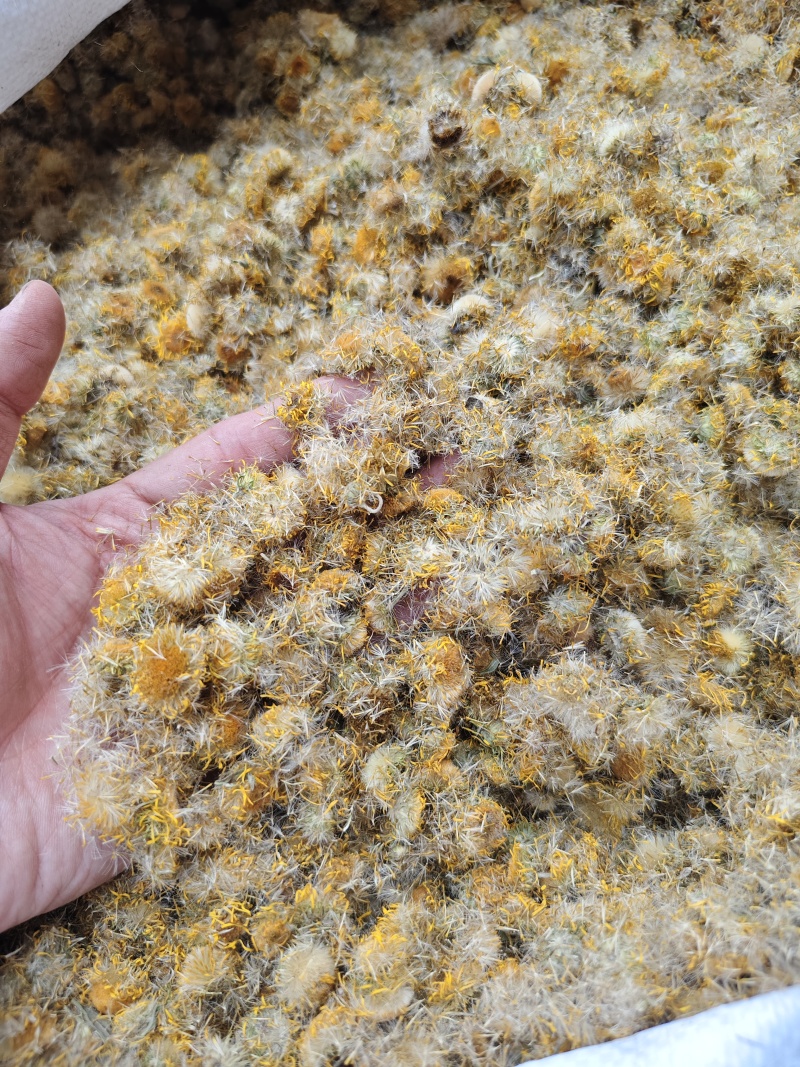 旋覆花精选正品旋覆花各种规格散装批发